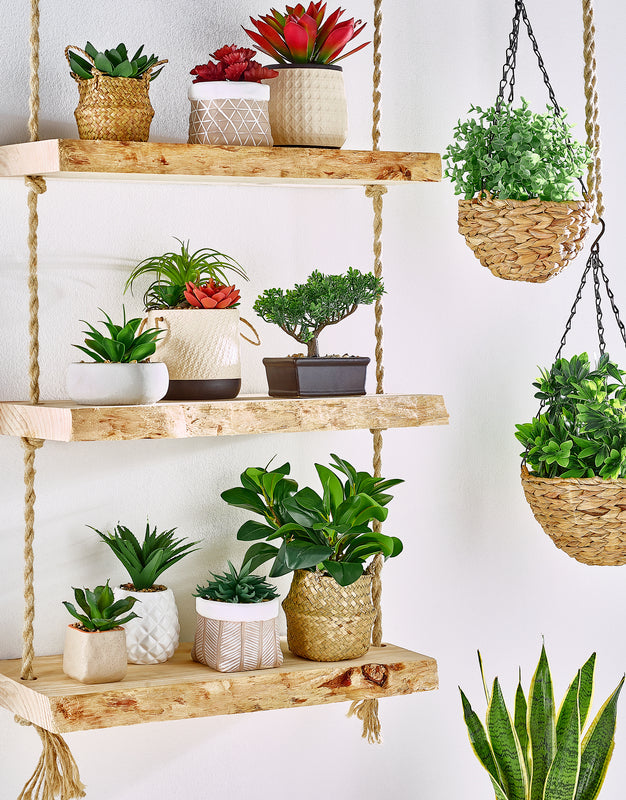 Plantas, Jarras e Vasos