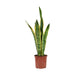 Planta Natural Sansevieria Laurentii 60-70Cm-Exclusivo-Home Story
