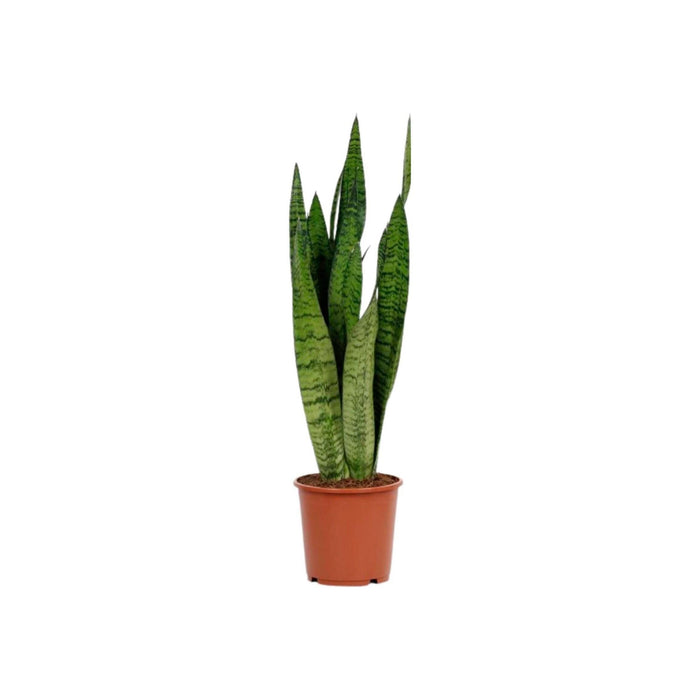 Planta Natural Sansevieria Zeylanica 60-70Cm-Bioma-Home Story