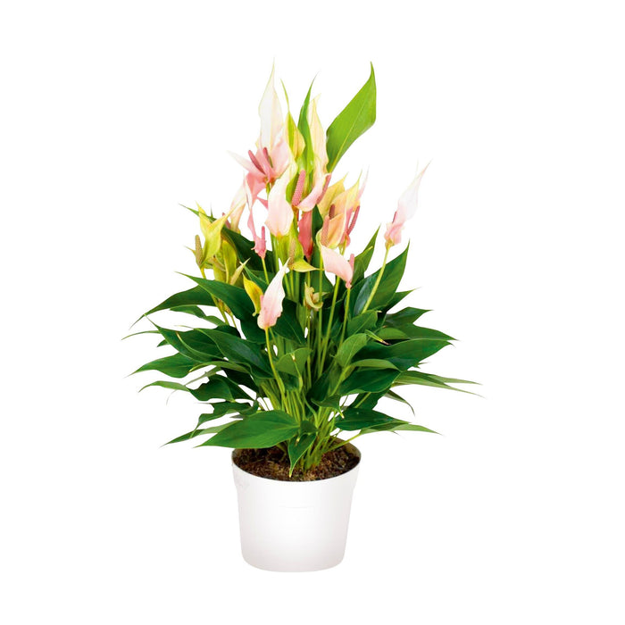 Planta Natural Antúrio Lily 40-50Cm-Bioma-Home Story
