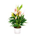 Planta Natural Antúrio Lily 40-50Cm-Bioma-Home Story