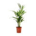 Planta Natural Palmeira Areca 50-60Cm-Exclusivo-Home Story