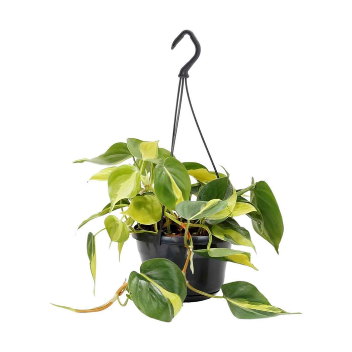 Planta Natural Philodendron Scandens Brasil 20-30Cm-Exclusivo-Home Story