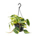 Planta Natural Philodendron Scandens Brasil 20-30Cm-Exclusivo-Home Story