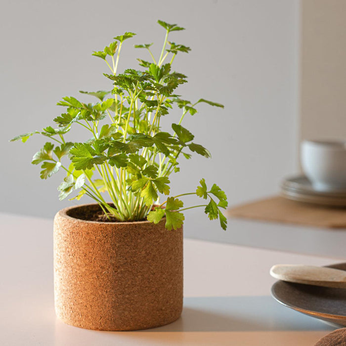 Grow Cork-Exclusivo-Home Story