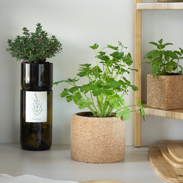 Grow Cork-Exclusivo-Home Story