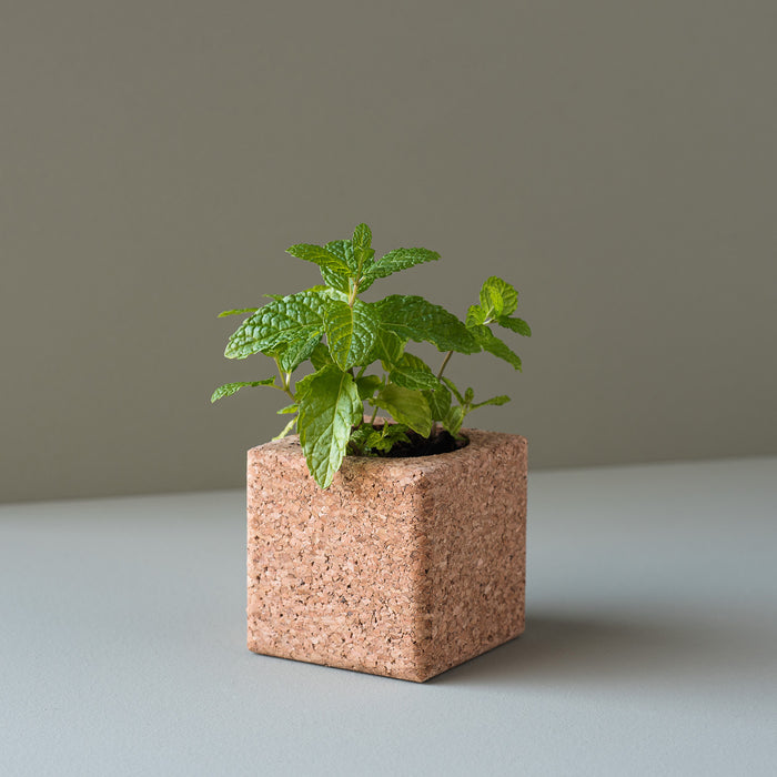 Grow Cube-Exclusivo-Home Story