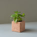 Grow Cube-Exclusivo-Home Story