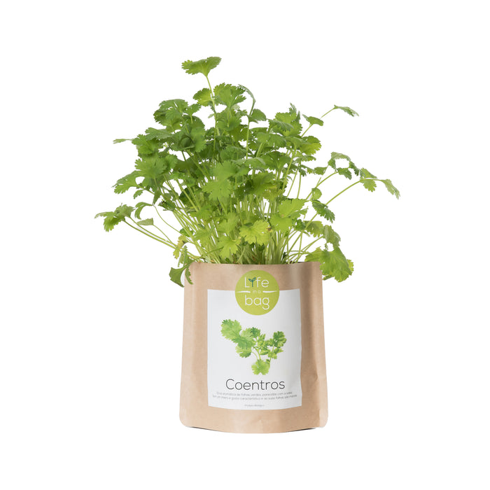 Grow Bag-Exclusivo-Home Story