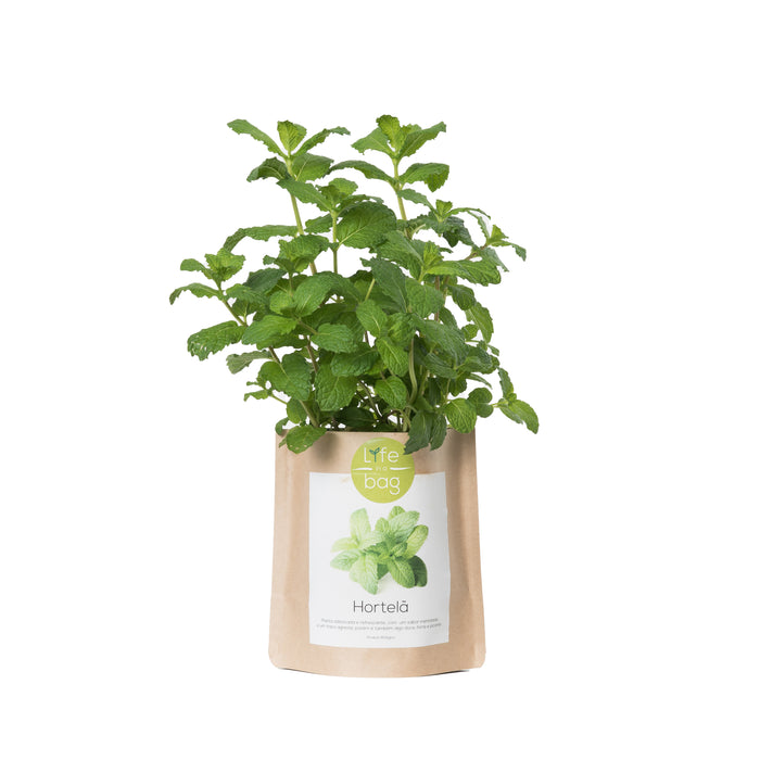 Grow Bag-Exclusivo-Home Story