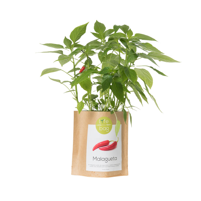 Grow Bag-Exclusivo-Home Story