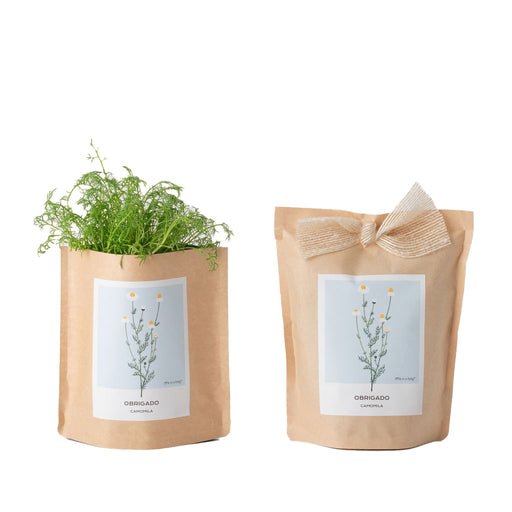 Grow Bag Mensagem-Exclusivo-Home Story