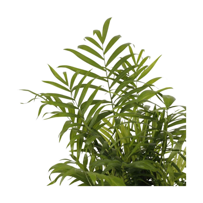 Planta Natural Chamaedorea Elegans 40-50Cm-Bioma-Home Story