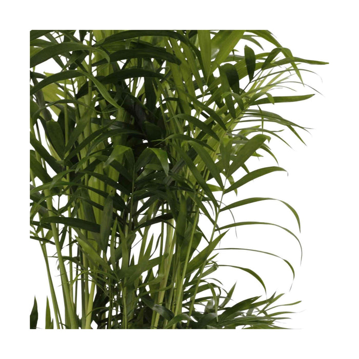 Planta Natural Chamaedorea Elegans 40-50Cm-Bioma-Home Story