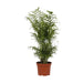 Planta Natural Chamaedorea Elegans 40-50Cm-Bioma-Home Story