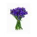 Ramo de 12 Flores Statice Roxo-Exclusivo-Home Story