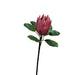 Haste Protea 80Cm-Exclusivo-Home Story