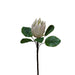 Haste Protea 80Cm-Exclusivo-Home Story