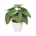 Planta Artificial em Vaso Branco-Kasa-Home Story