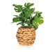 Vaso Seagrass Monstera Kasa